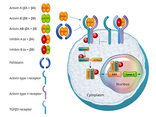 Signal transduction pathway of Activin