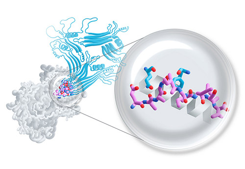 Protein Illustration