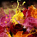 Roses bouquet splash effect